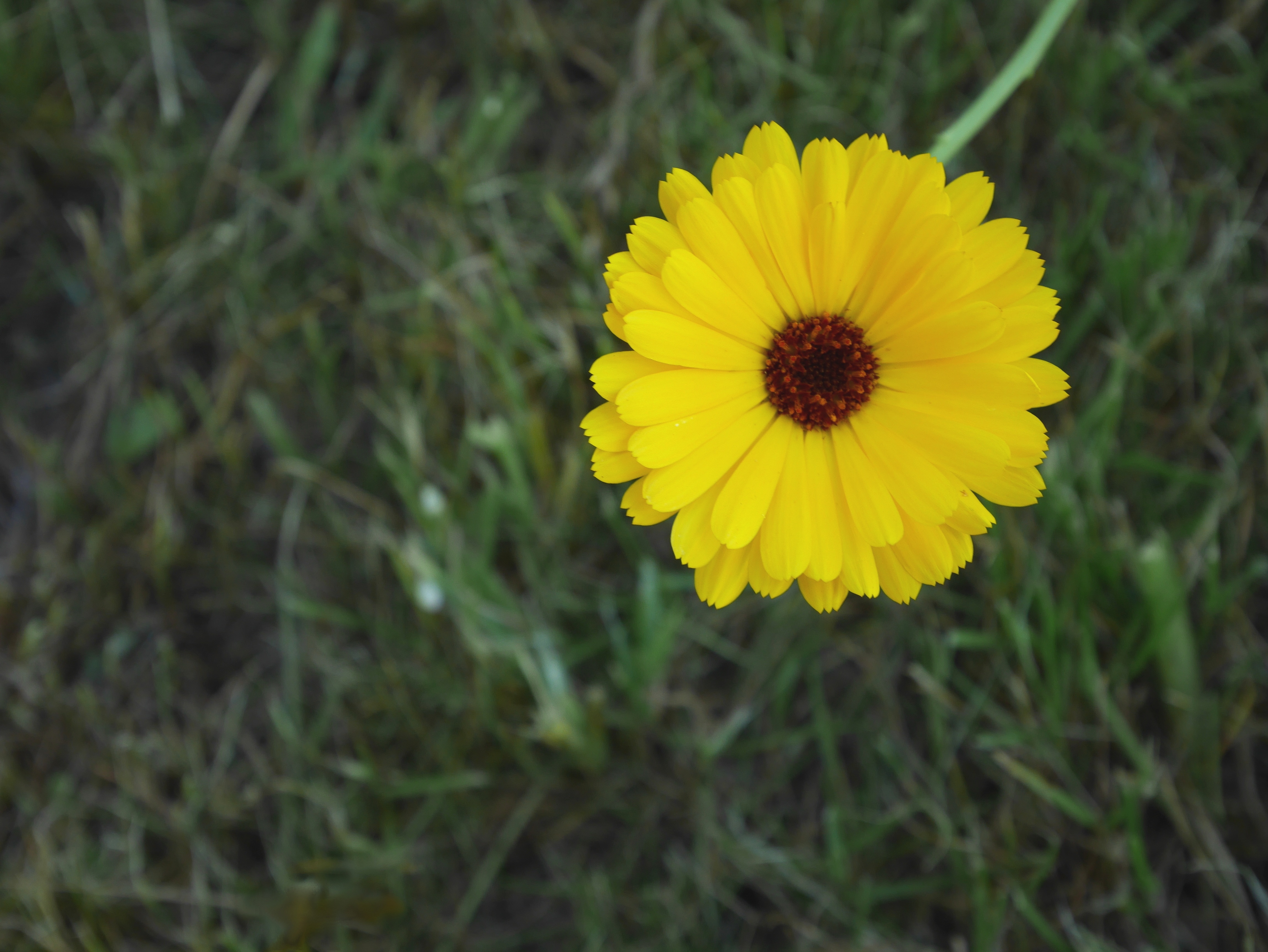 yellow cluster petal flower