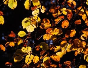 yellow leaf thumbnail