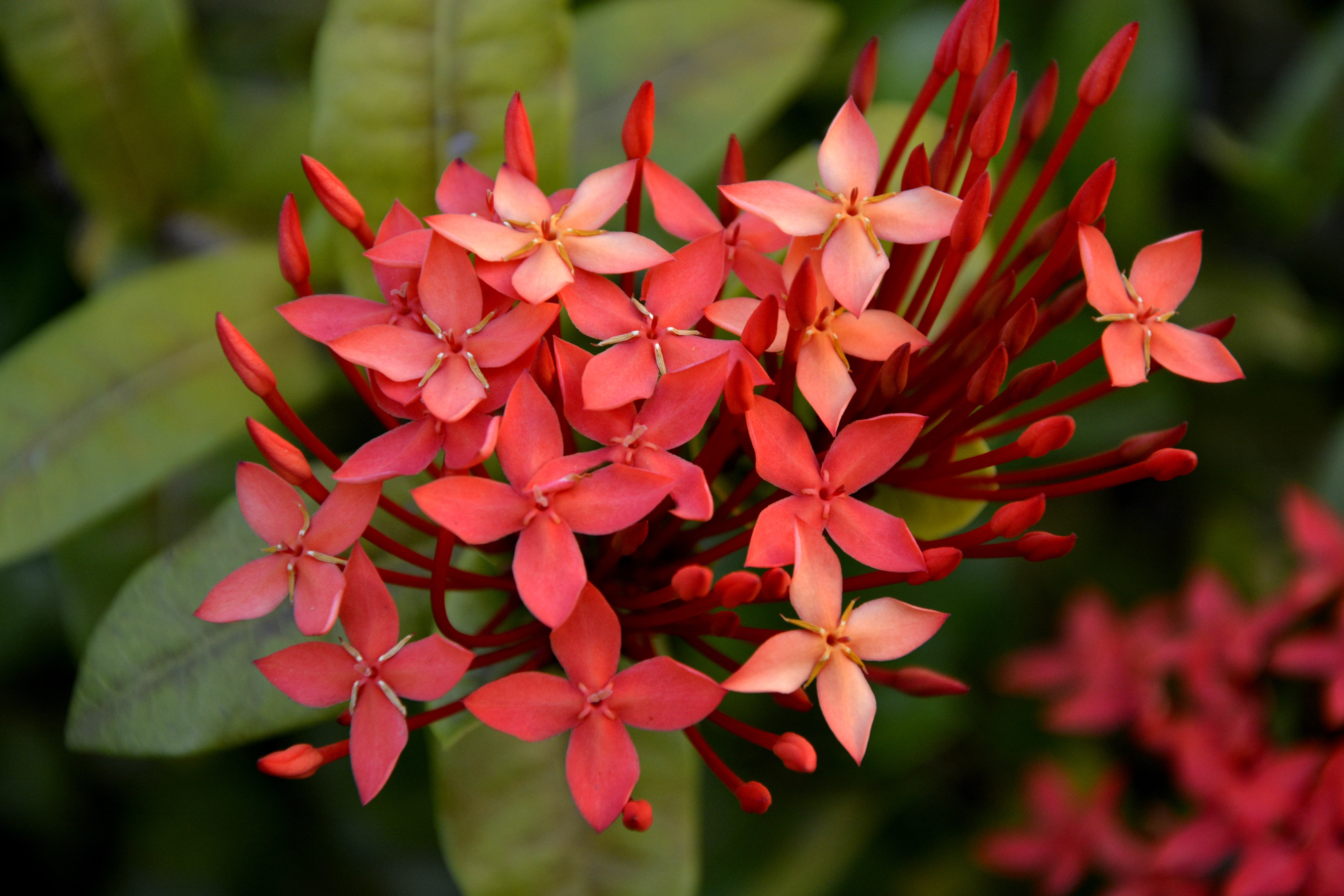 red petal flower