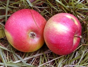 2 red apple fruits thumbnail