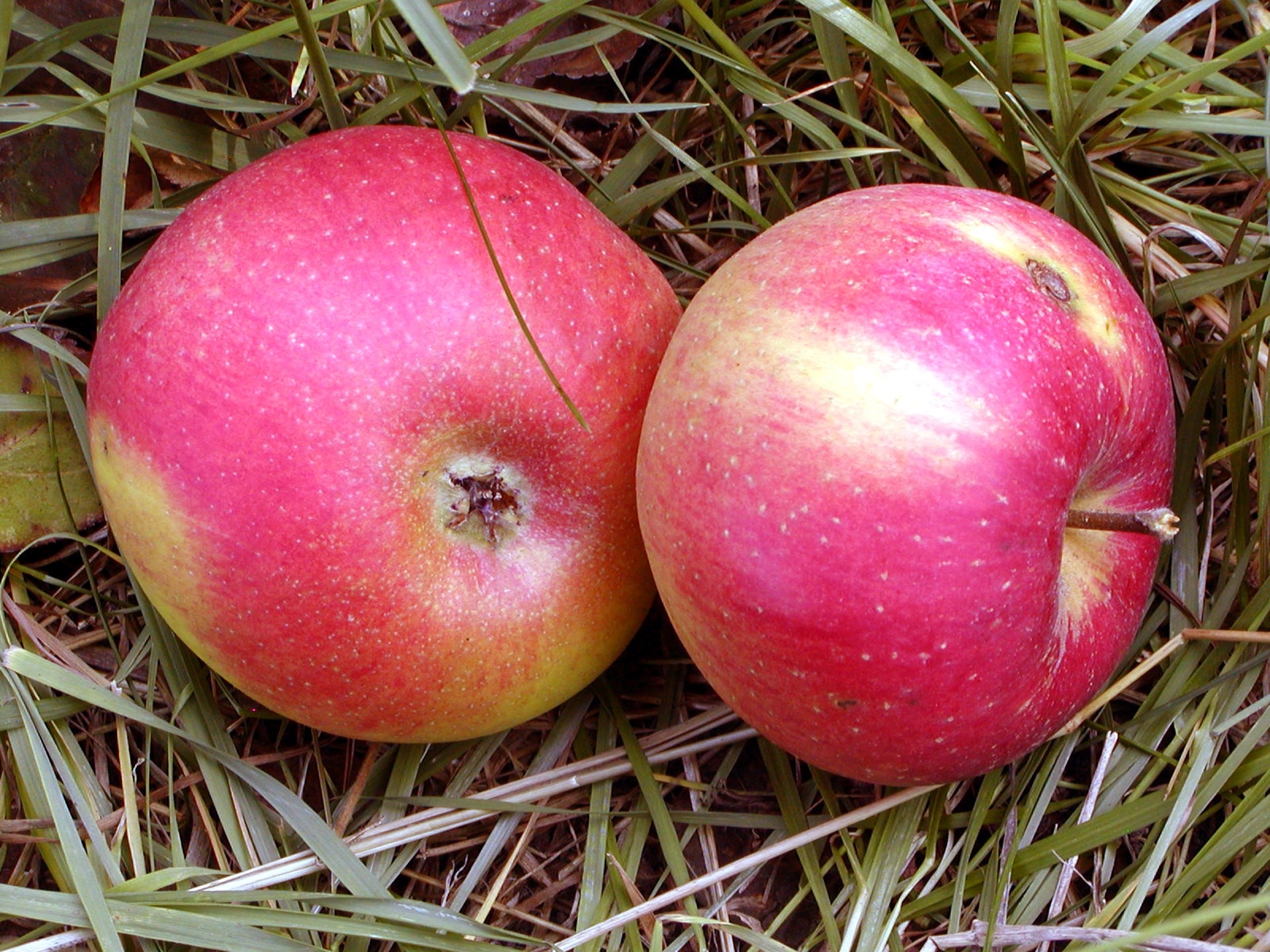 2 red apple fruits