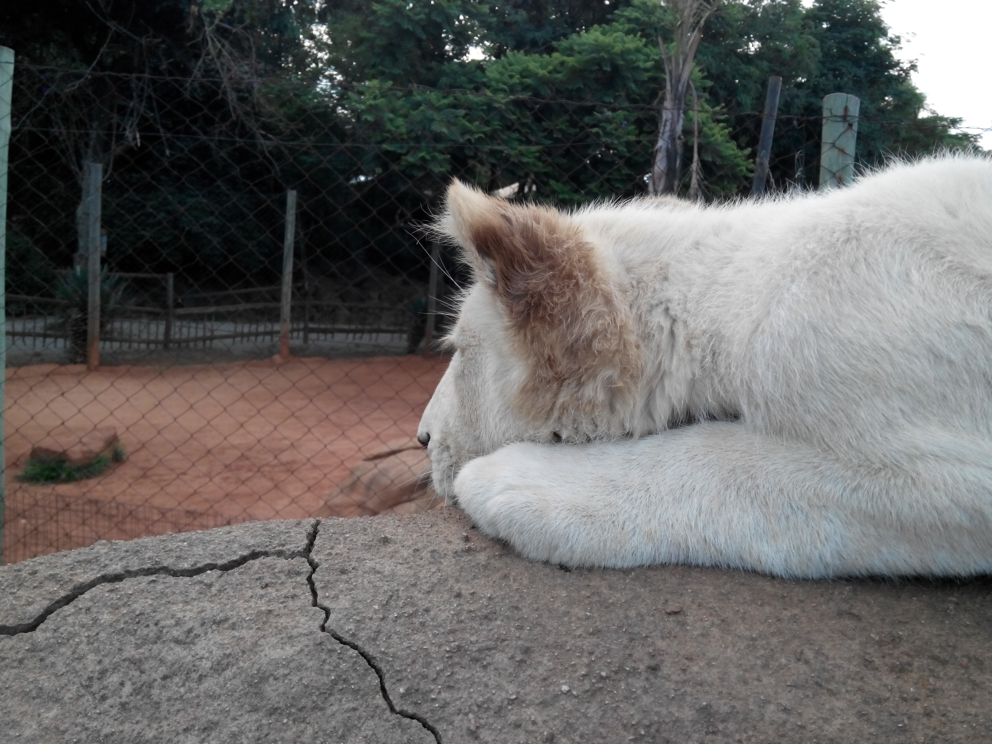white and brown lion