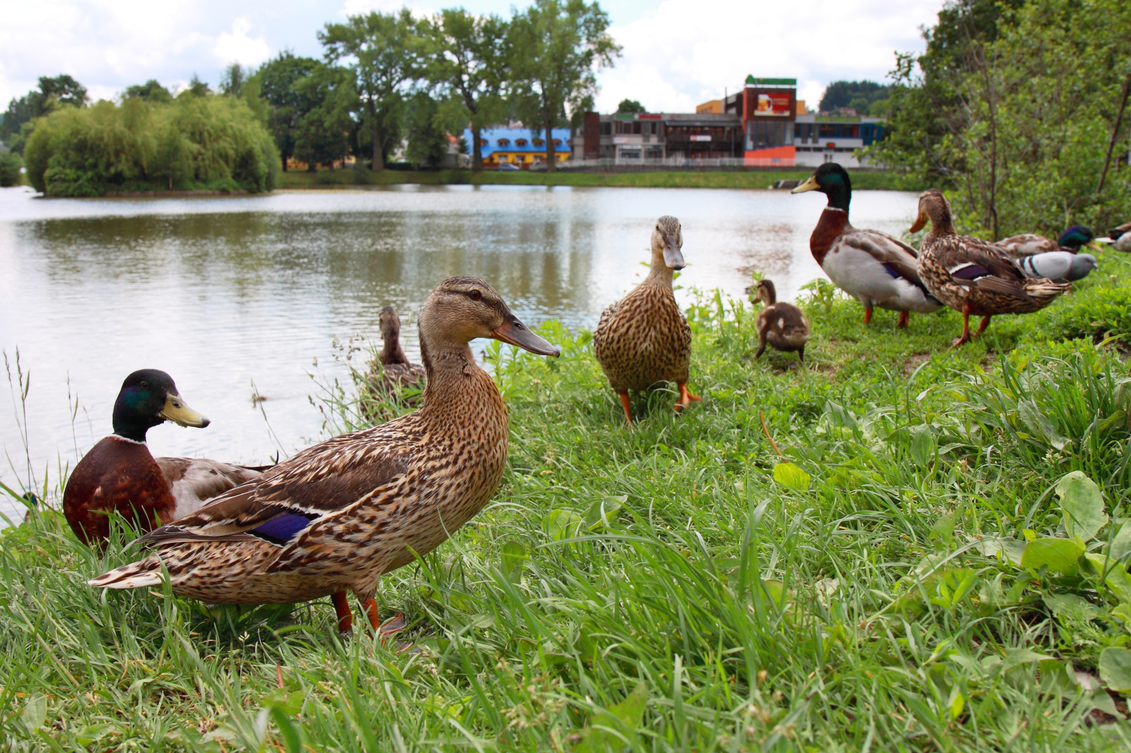 flock of mallard duck