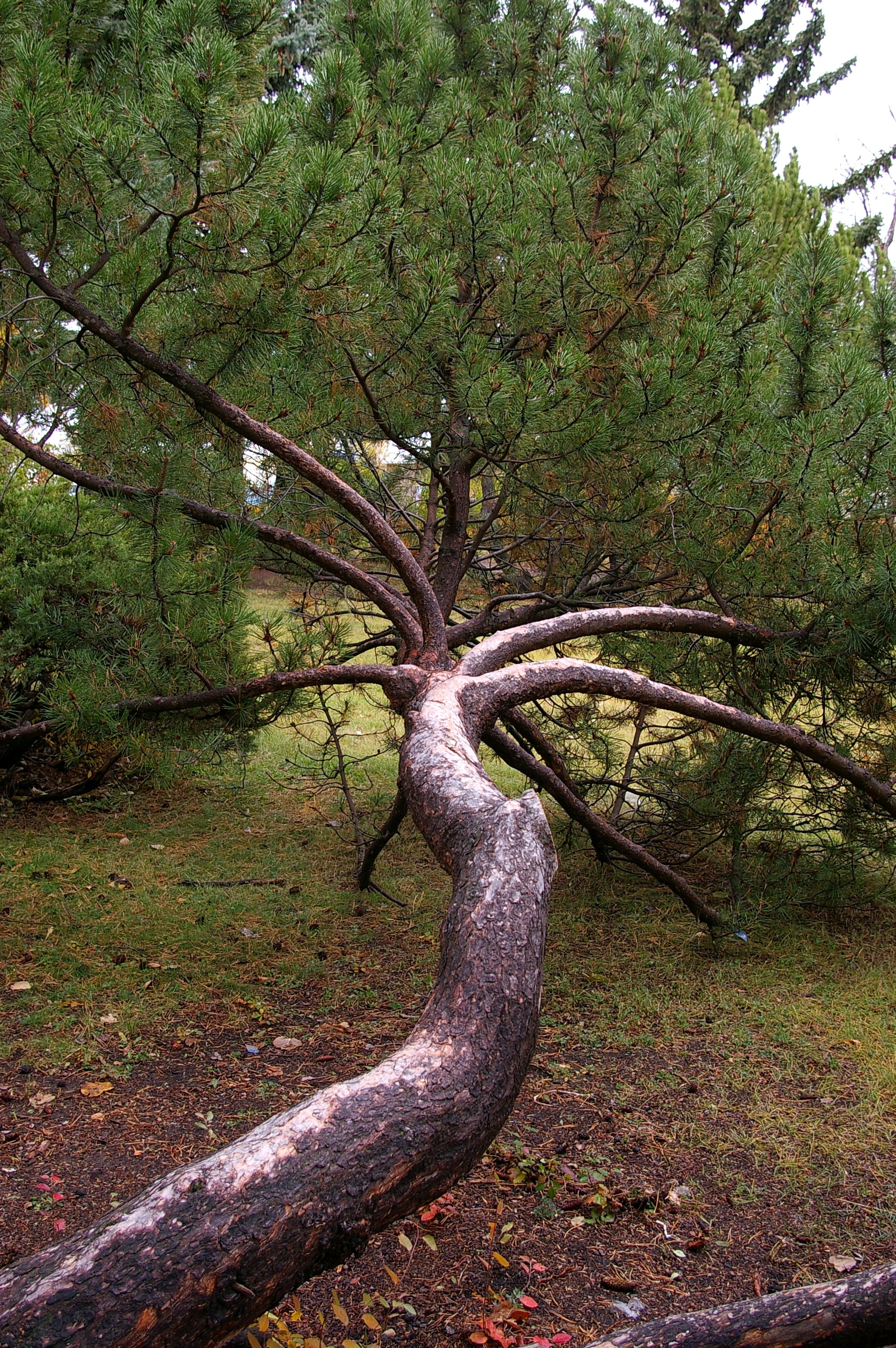 brown wooden tree
