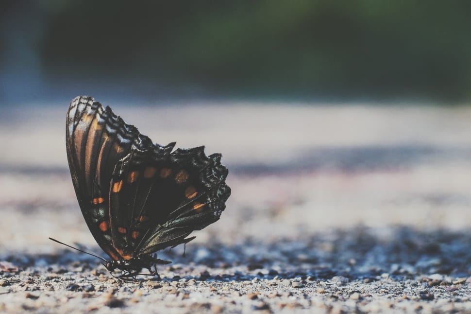brown and orange butterfly perched on grey soil preview