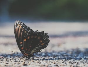 brown and orange butterfly perched on grey soil thumbnail