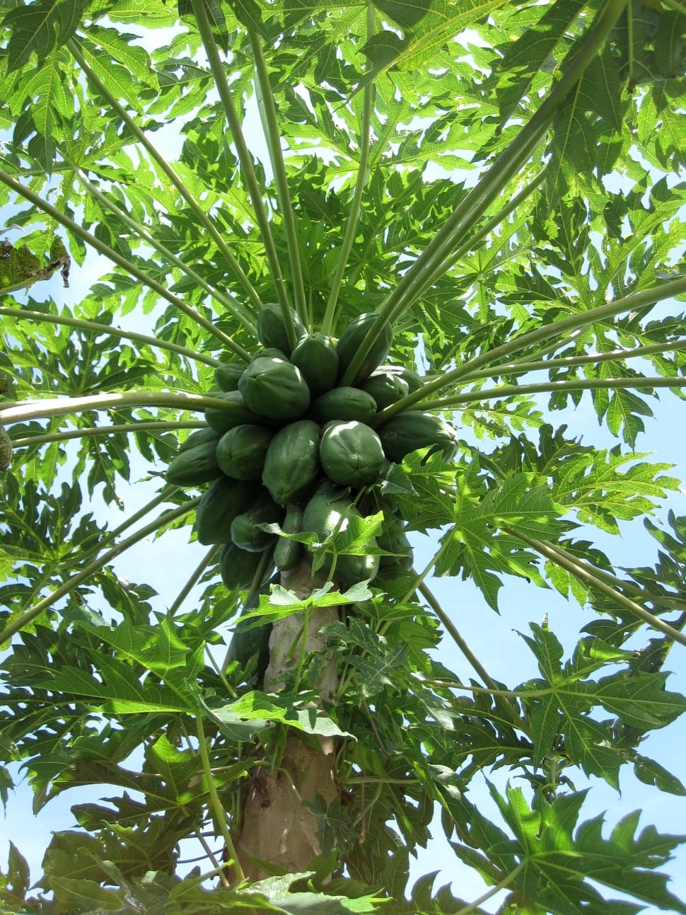 unripe papaya fruits on papaya tree at daytime preview