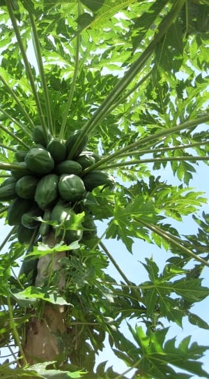 unripe papaya fruits on papaya tree at daytime thumbnail