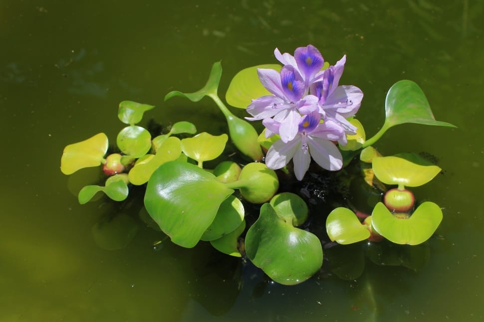 purple water lilly preview