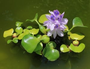 purple water lilly thumbnail