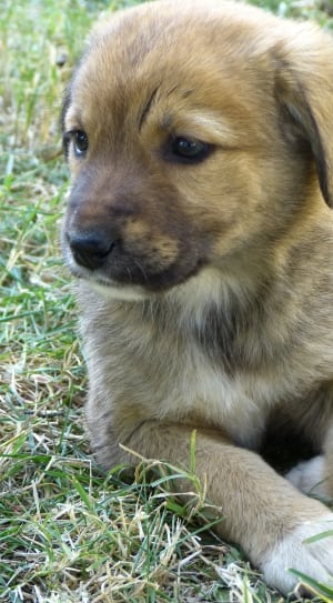 brown and tan short coat puppy thumbnail