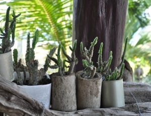 5 vases of cactus thumbnail