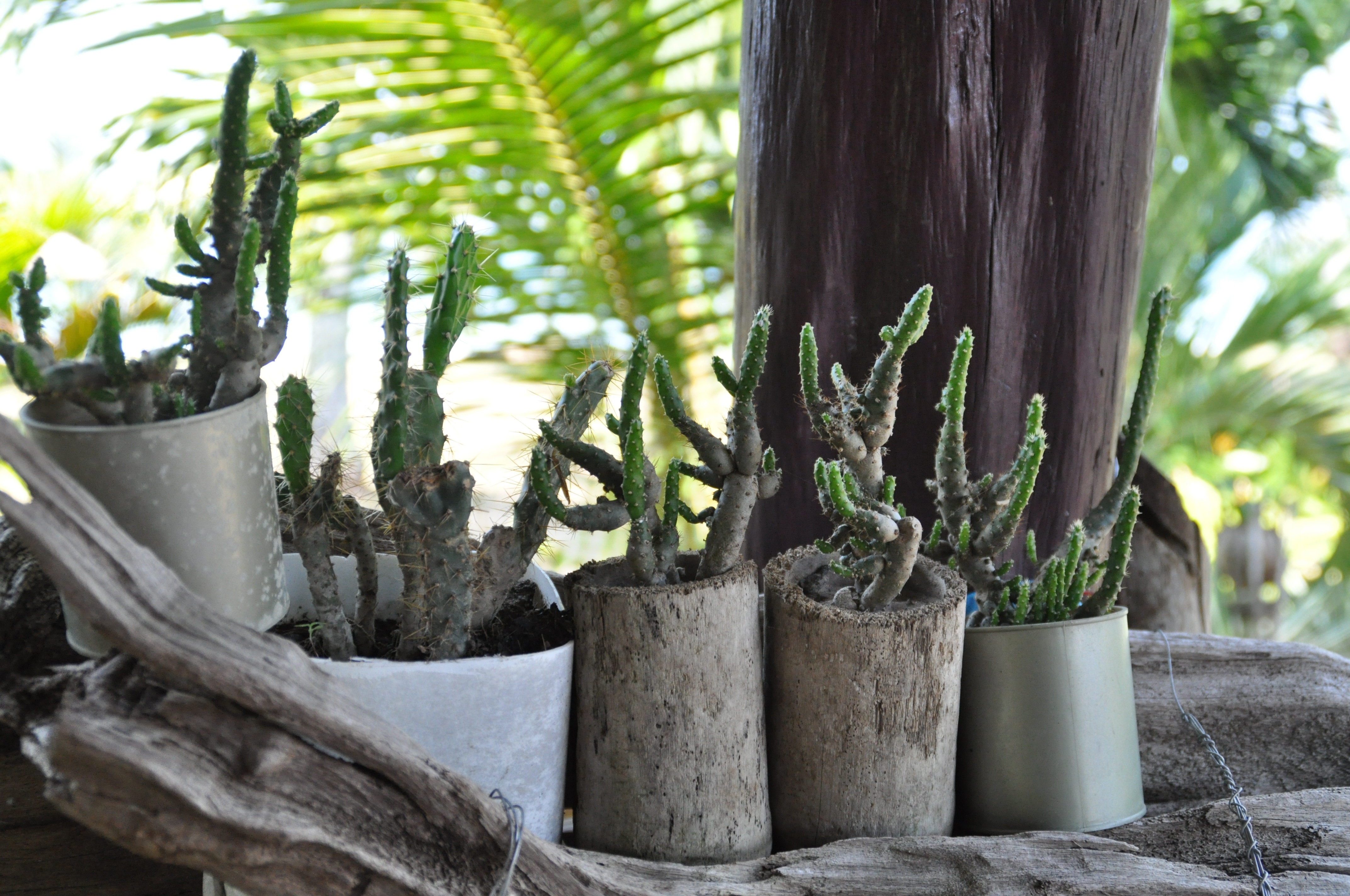 5 vases of cactus
