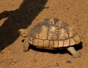brown and gray turtle thumbnail