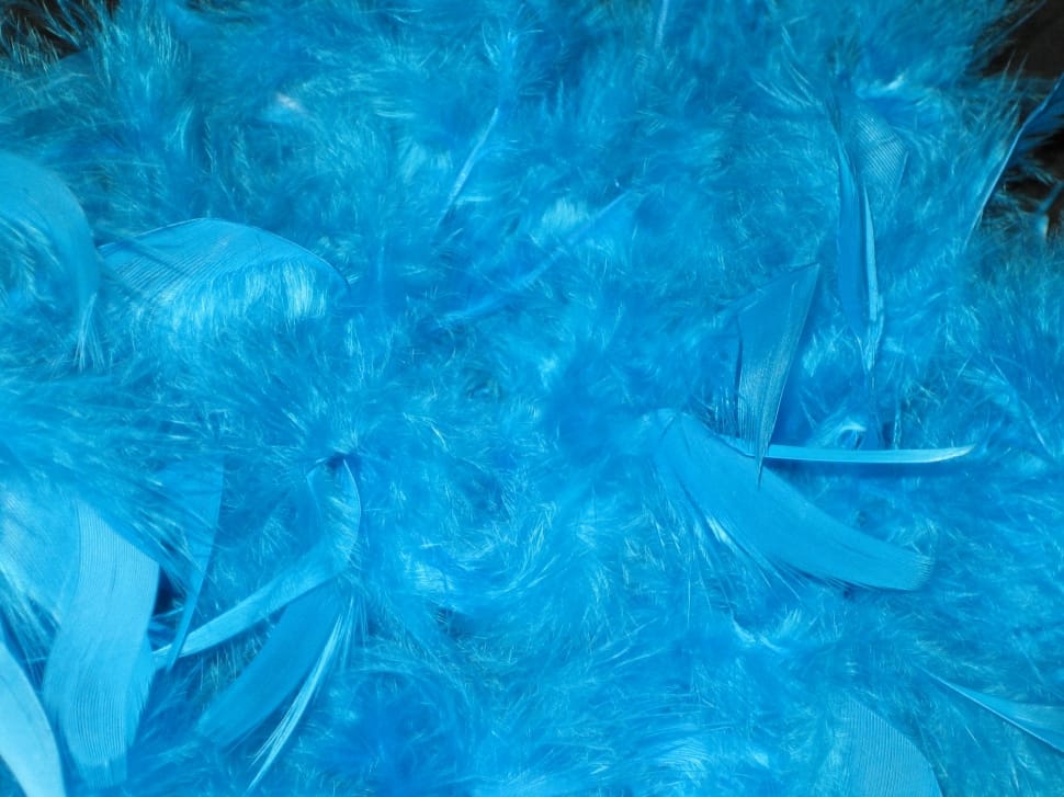blue feather preview