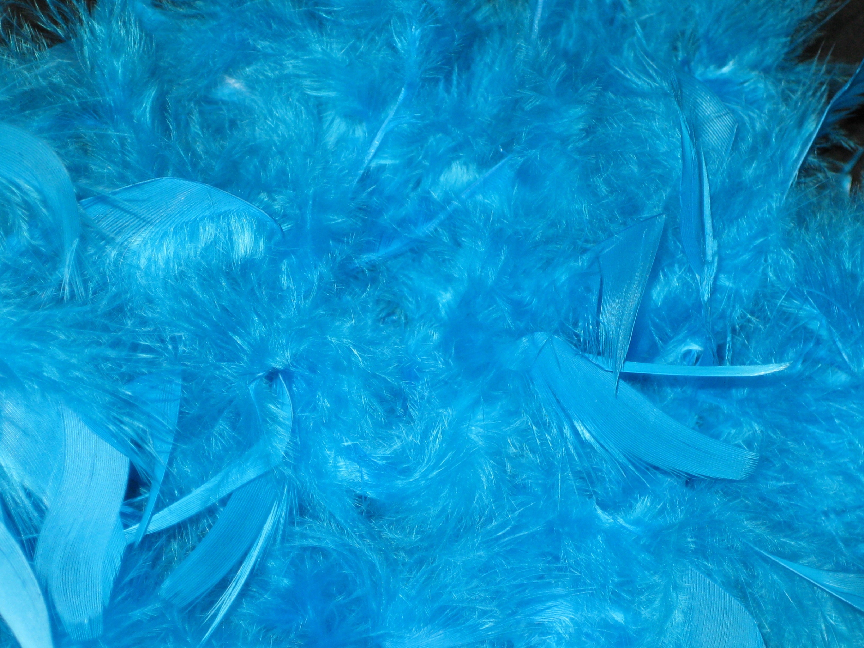 blue feather free image | Peakpx