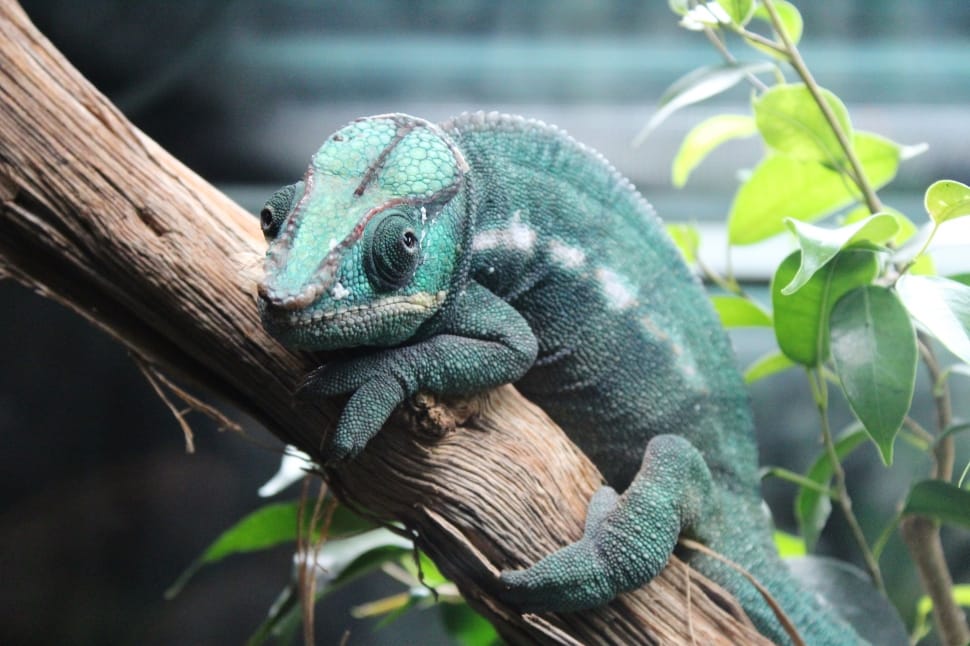 green chameleon preview