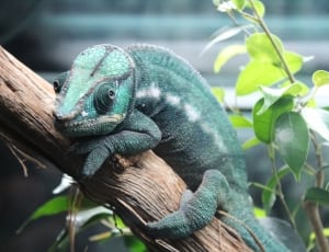 green chameleon thumbnail