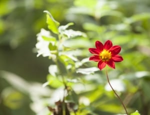 red single petaled dahlia thumbnail
