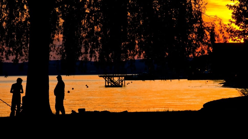 silhouette of two man beside tree during sunset preview