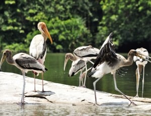6 pelicans thumbnail