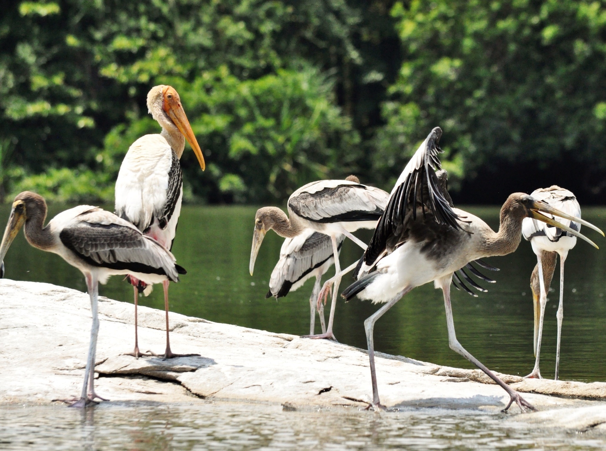 6 pelicans
