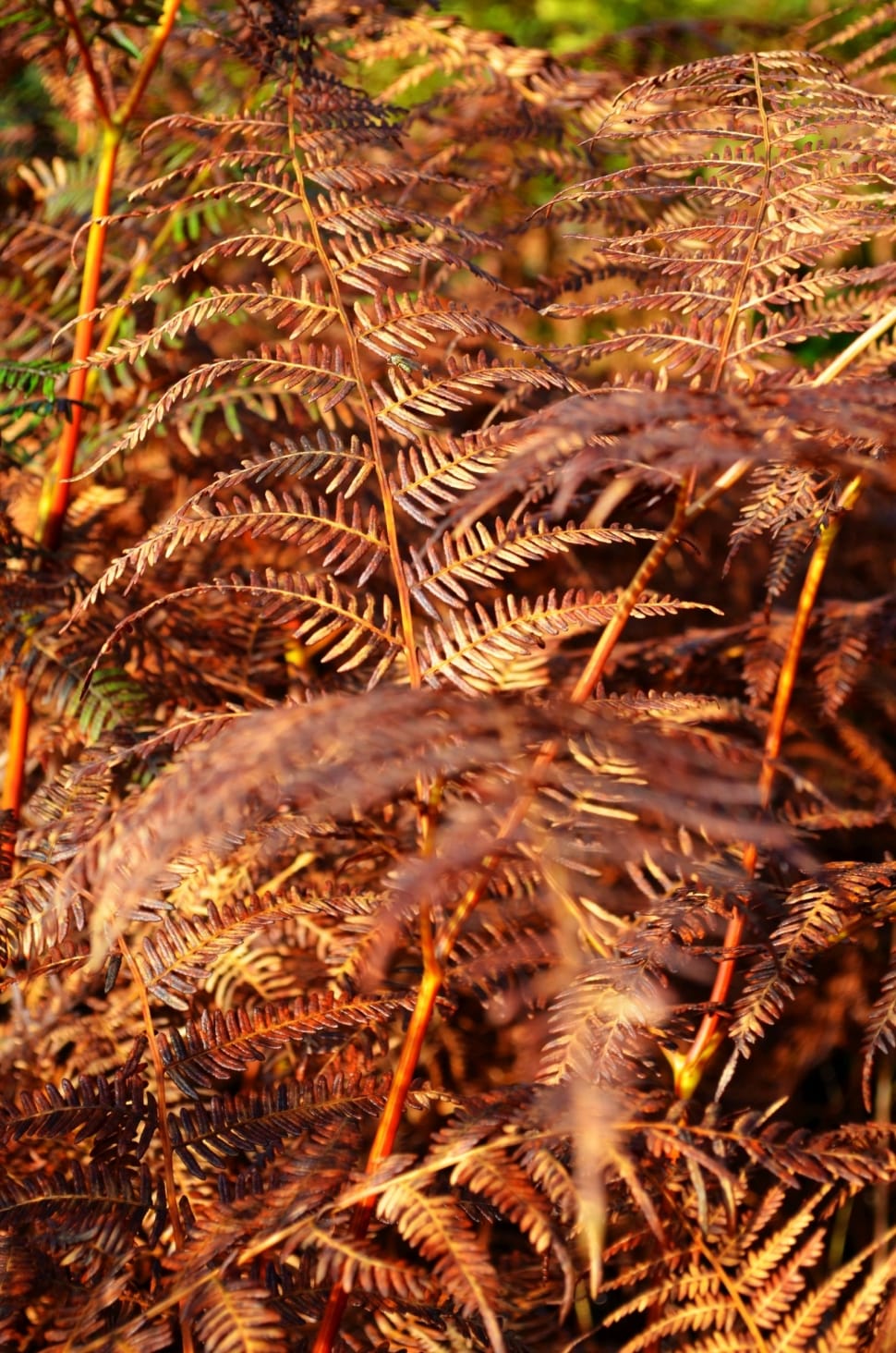 ferns plant preview