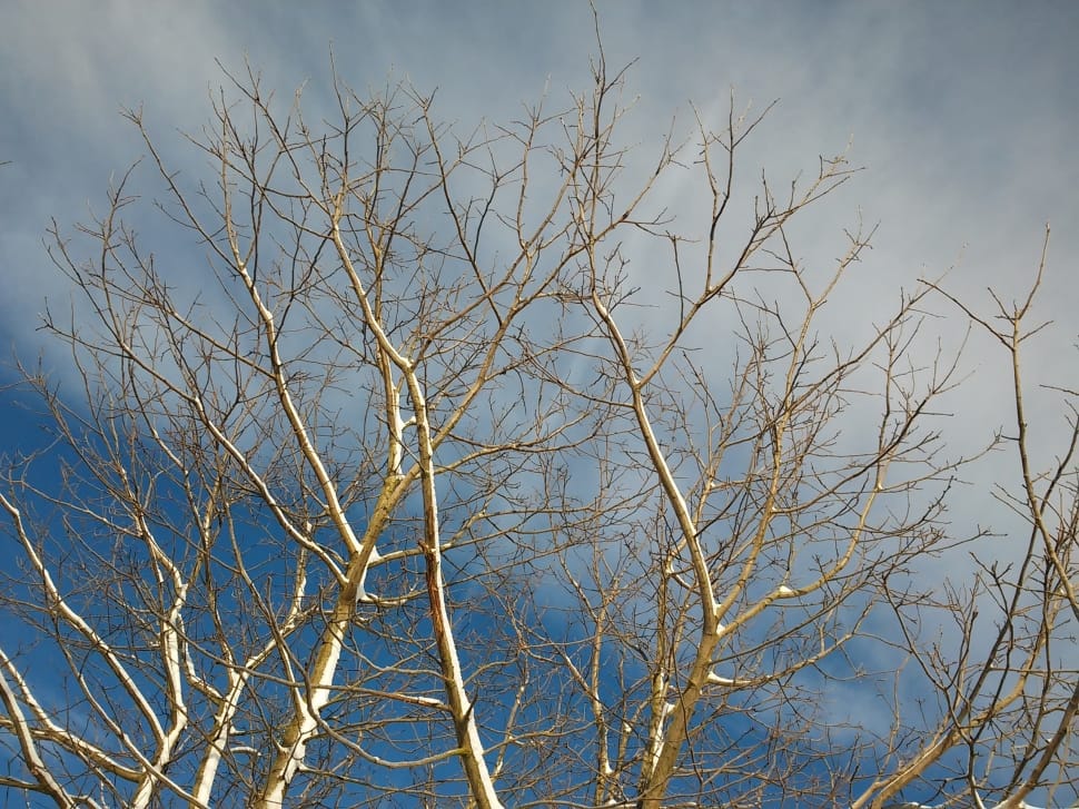 brown bare trees preview