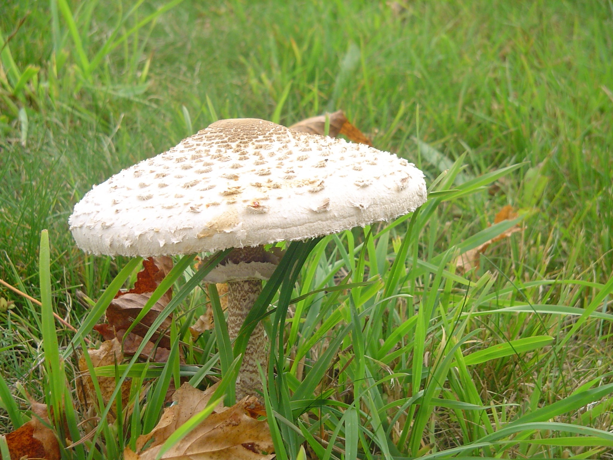 white and brown mushroom