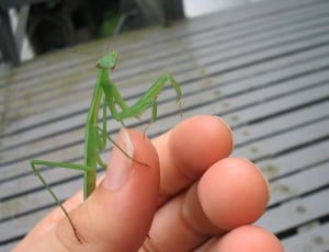 person with green mantis on his hand thumbnail