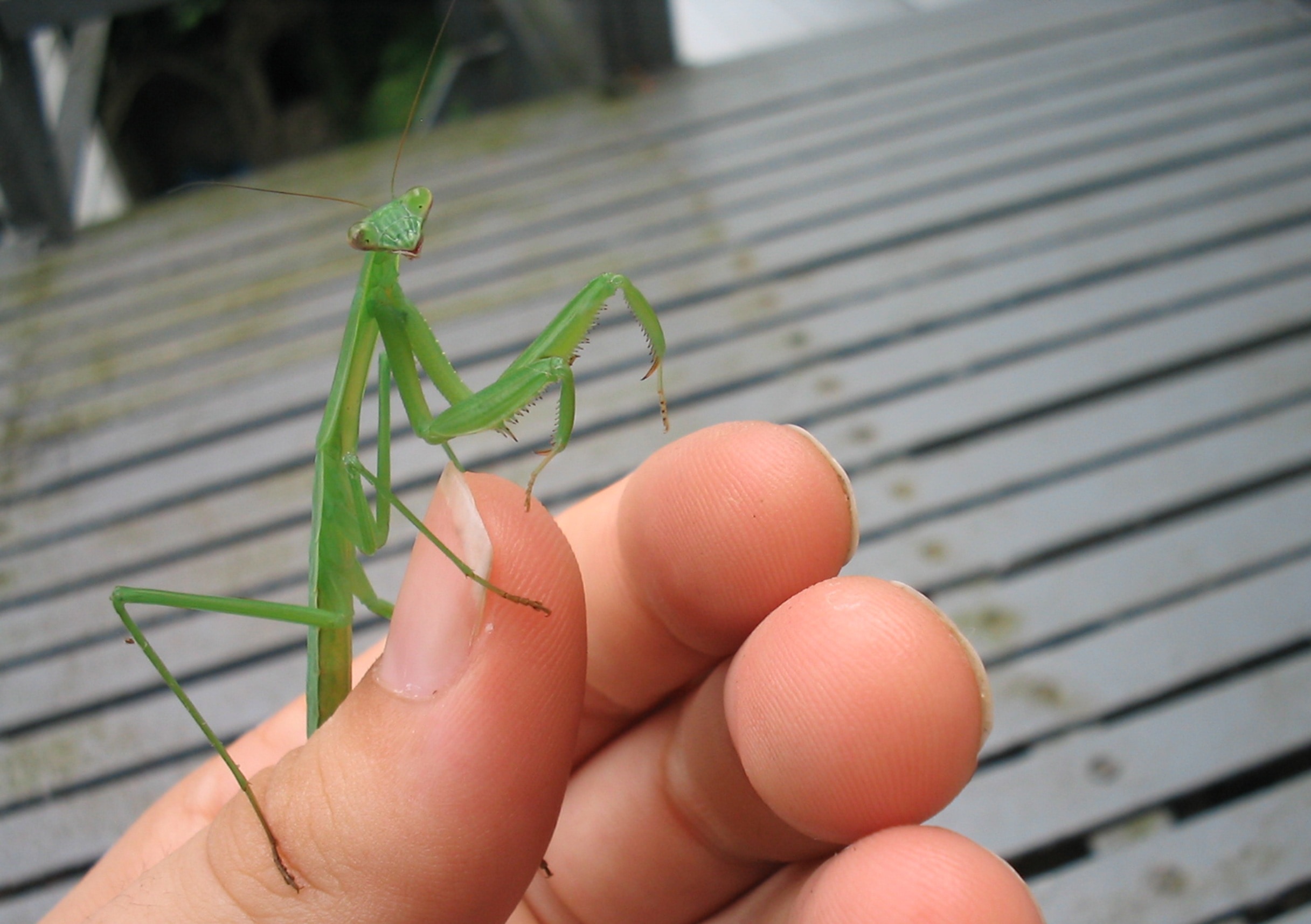 person with green mantis on his hand