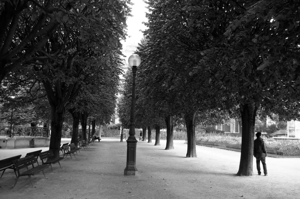 grayscale photography of lamp post between trees preview