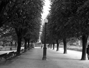 grayscale photography of lamp post between trees thumbnail