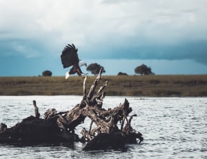 eagle landing on a tree on a water form thumbnail