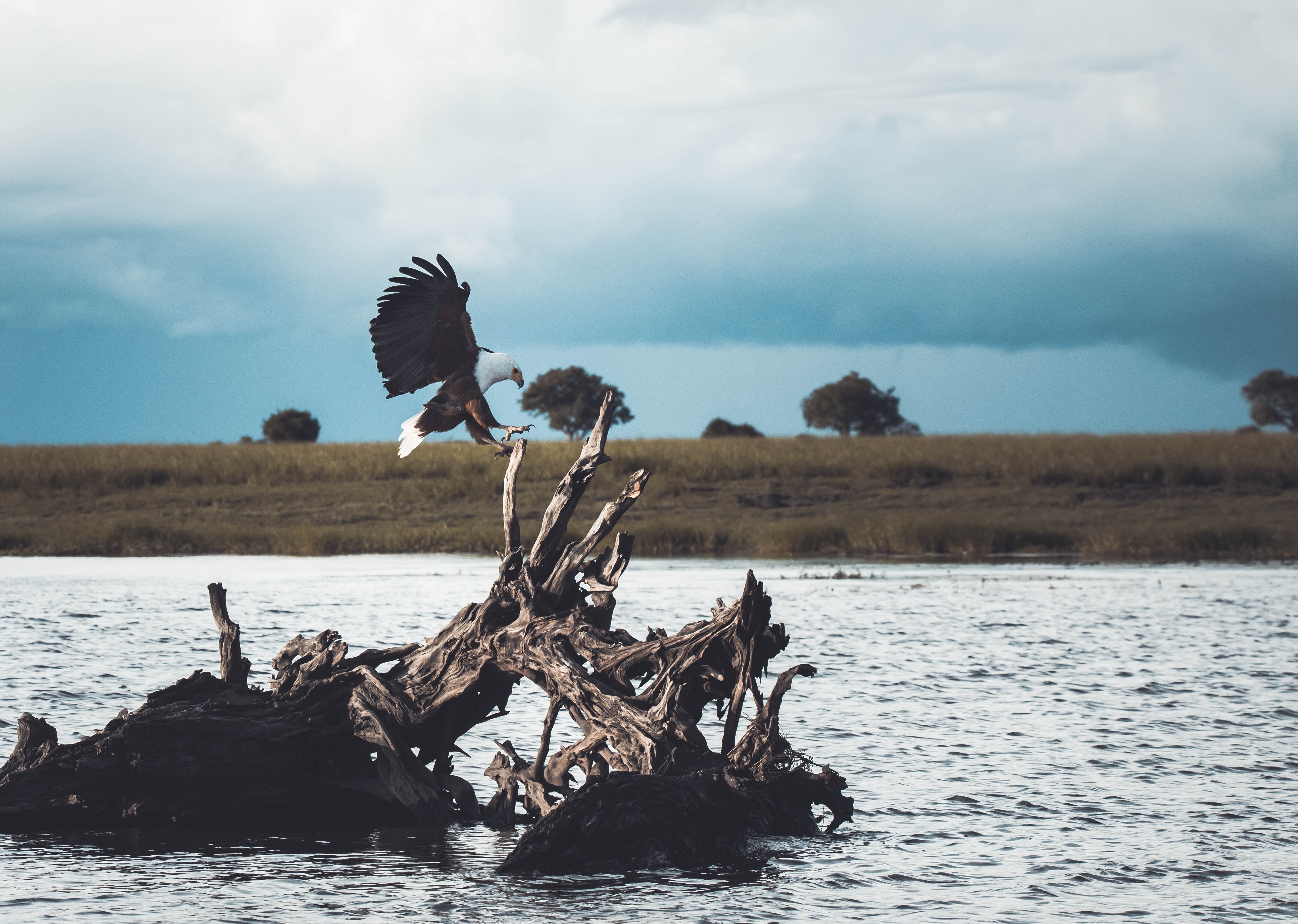 eagle landing on a tree on a water form