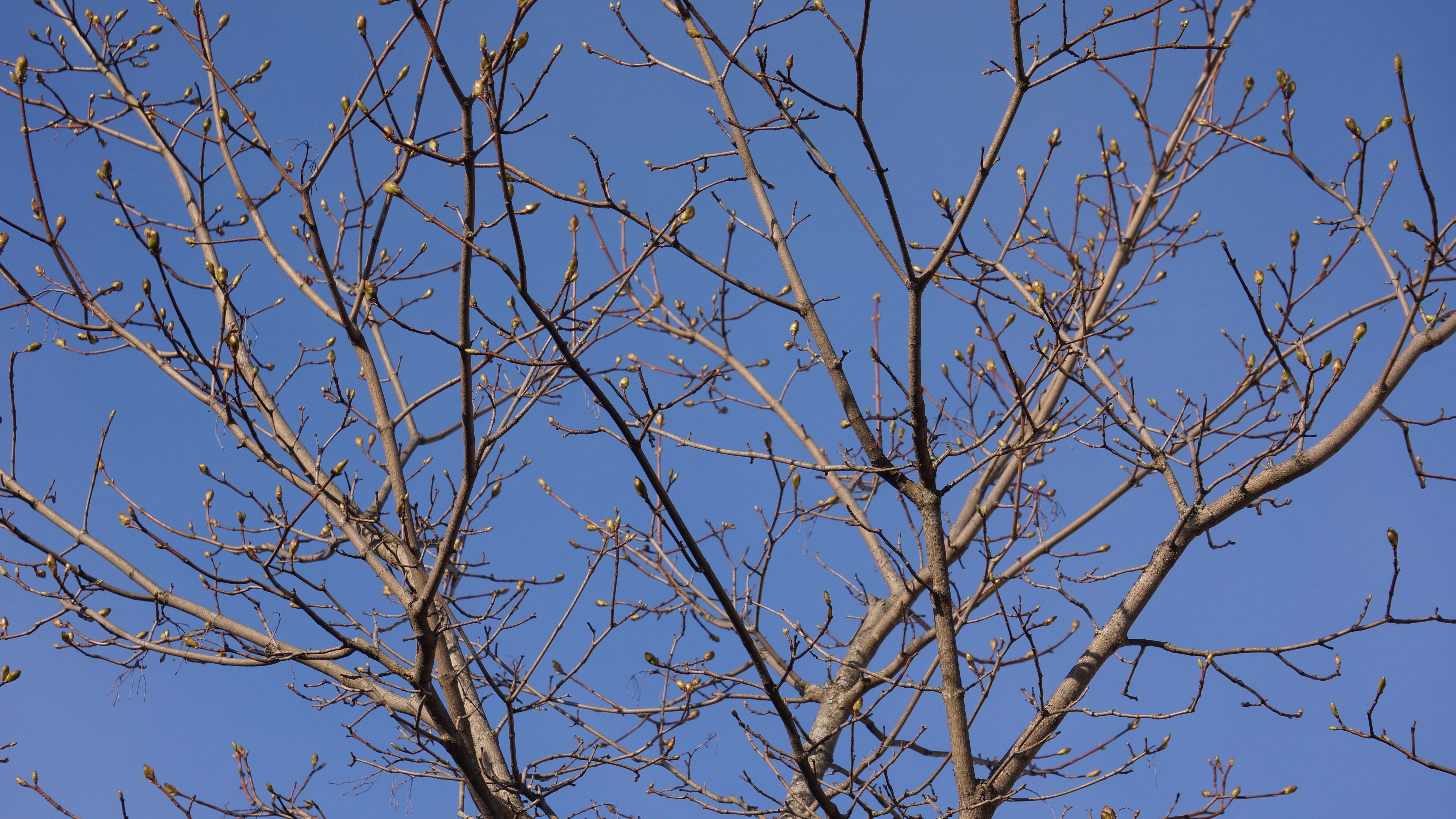 leafless tree