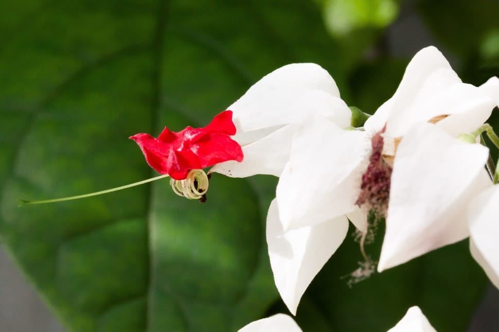 white and red bleeding heart vine preview
