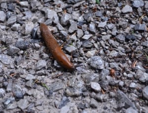 brown slug thumbnail
