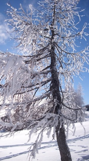 snow coated tree photo thumbnail