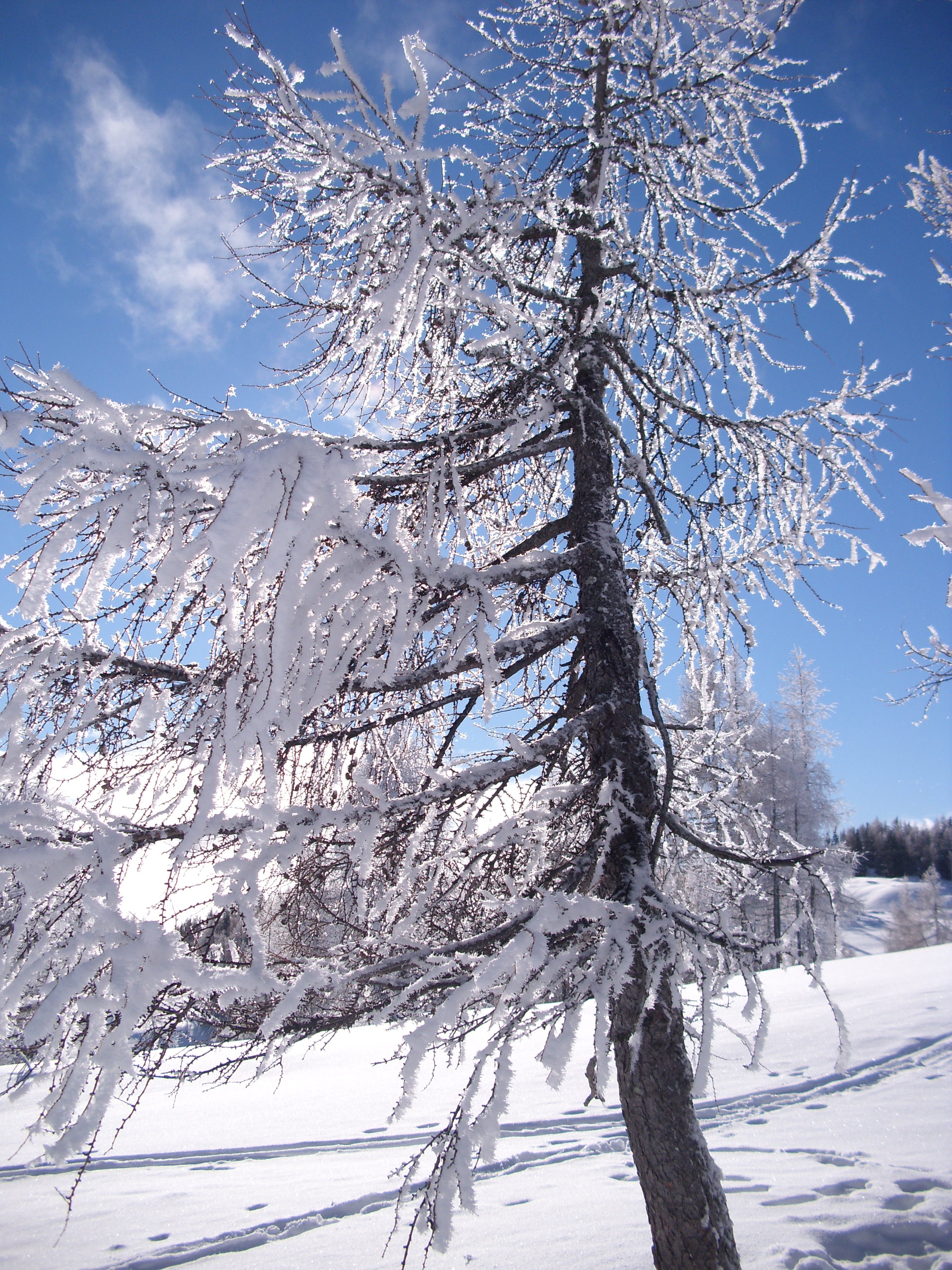 snow coated tree photo