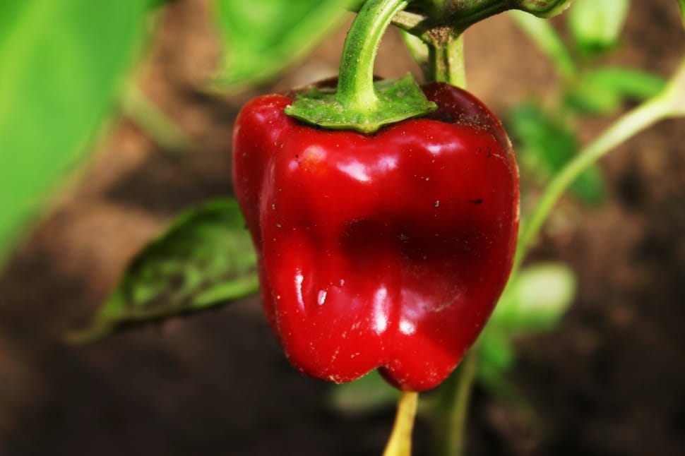 shallow focus photography of red bell pepper preview