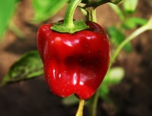 shallow focus photography of red bell pepper thumbnail