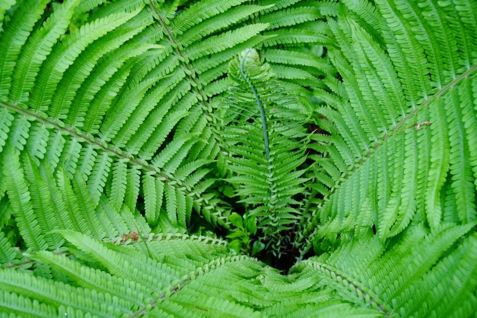 green fern plant preview