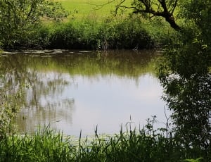 body of water surrounded by green grass thumbnail