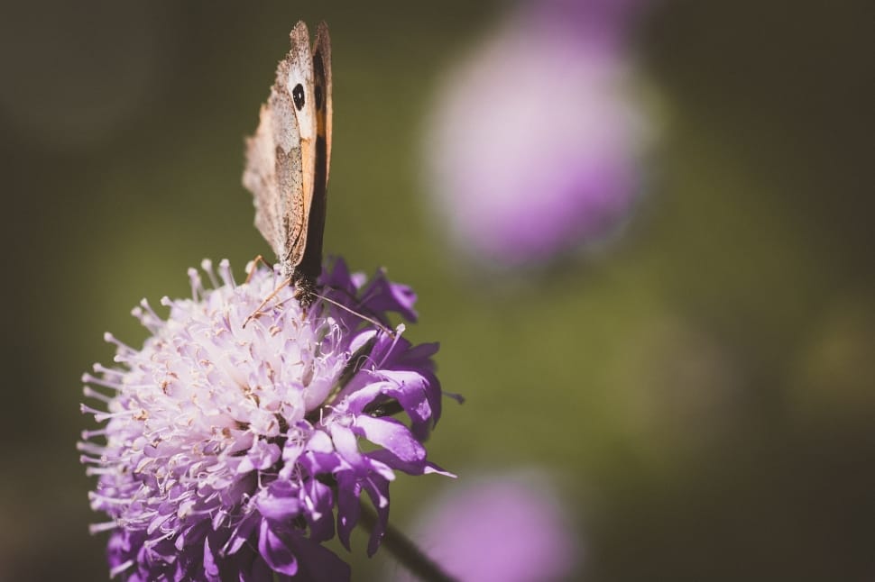 brown butterfly perched on purple flower preview