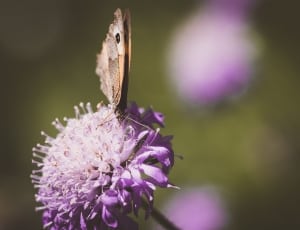 brown butterfly perched on purple flower thumbnail