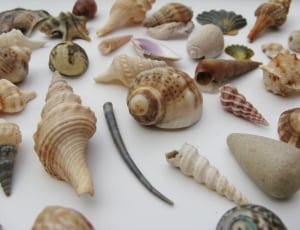 beige and brown seashells thumbnail