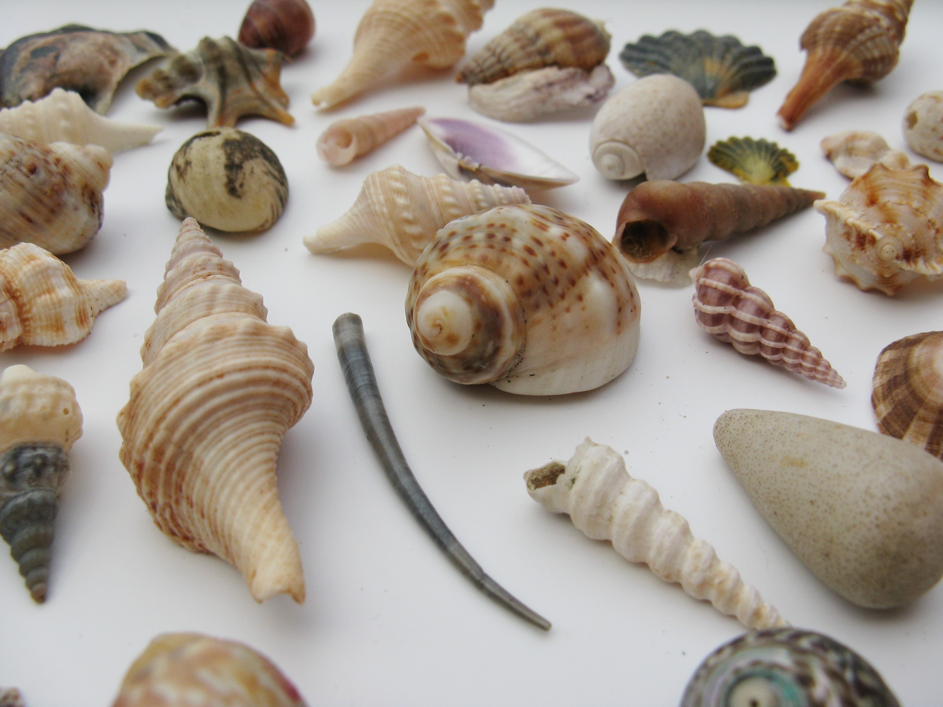 beige and brown seashells