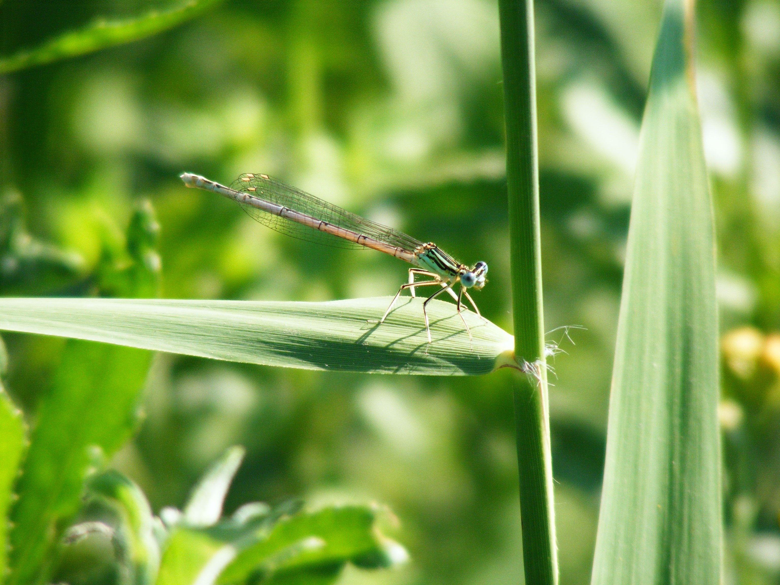 green mayfly