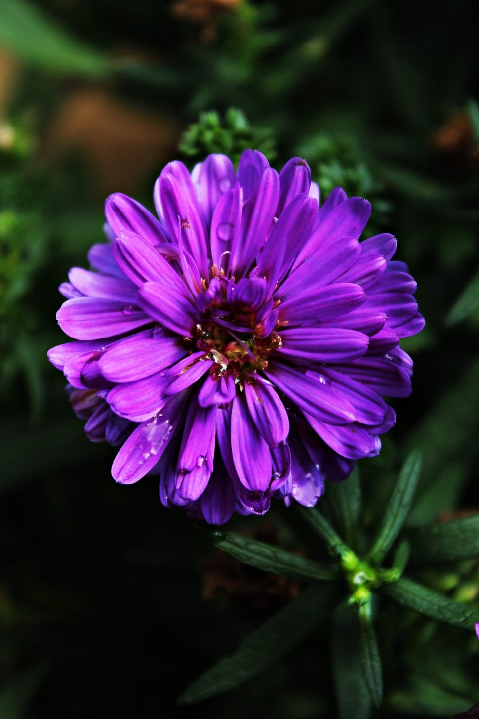 Dahlia, Purple, Violet, Blossom, Bloom, flower, purple preview